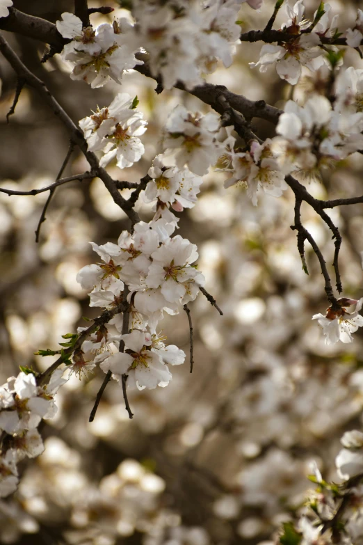 a bunch of white flowers on a tree, by David Simpson, trending on unsplash, arabesque, almond blossom, burnt, date trees, 2010s