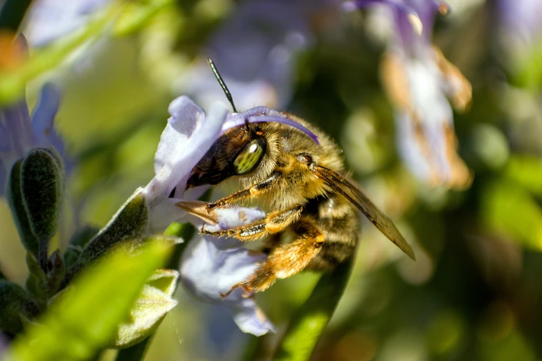 a close up of a bee on a flower, unsplash, renaissance, manuka, sage, shot on sony alpha dslr-a300, close face view