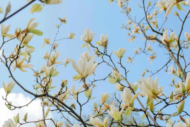 a tree with white flowers against a blue sky, by Carey Morris, trending on unsplash, arts and crafts movement, magnolia big leaves and stems, pale yellow sky, botanic garden, flowering buds