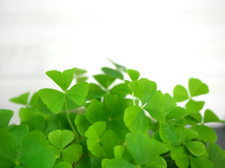 a close up of a potted plant with green leaves, background full of lucky clovers, on a white table, various sizes, listing image