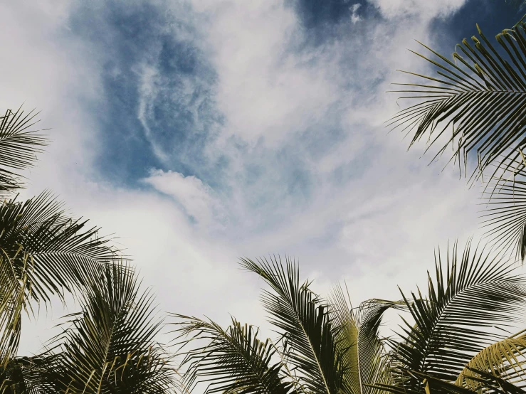 a group of palm trees with a blue sky in the background, by Carey Morris, unsplash, minimalism, high clouds, as seen from the canopy, medium format, holiday season