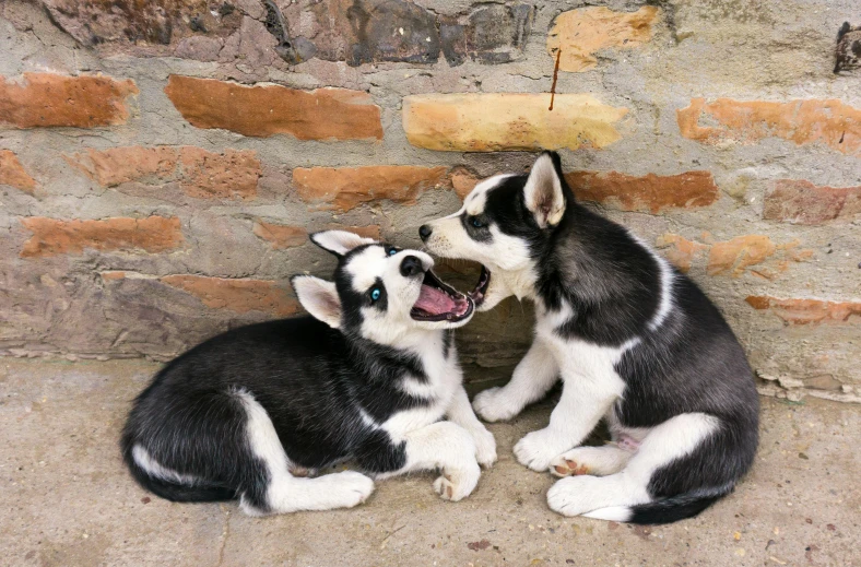 a couple of dogs sitting next to each other, by Lucia Peka, pexels contest winner, photorealism, husky dog, puppies, excitement, real life size