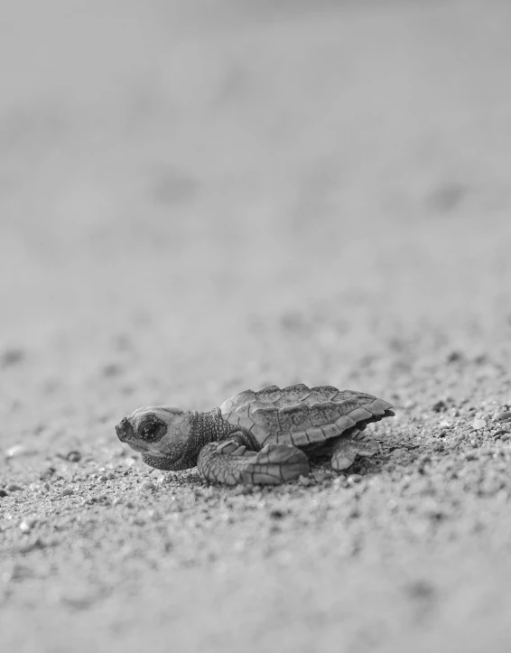 a black and white photo of a baby turtle, afar, phot