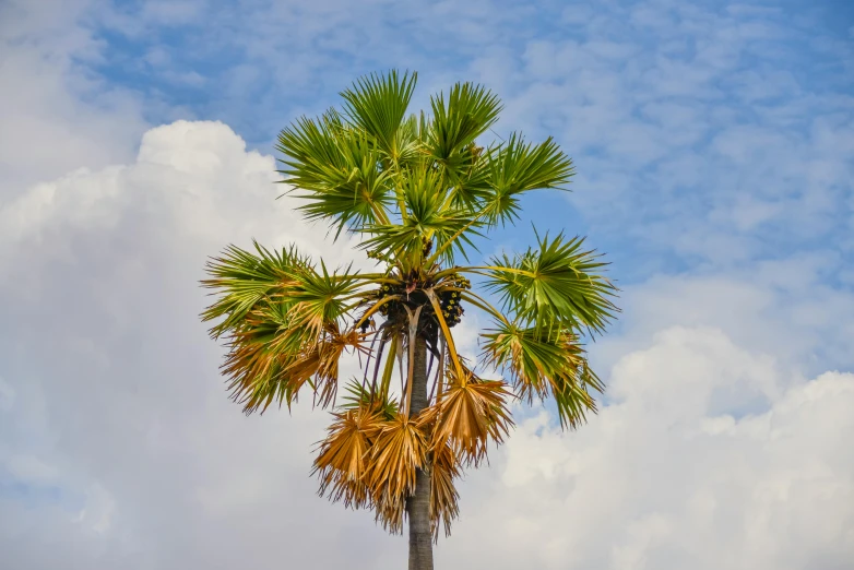 a palm tree against a cloudy blue sky, unsplash, hurufiyya, deteriorated, cabbage trees, fan favorite, encarpus