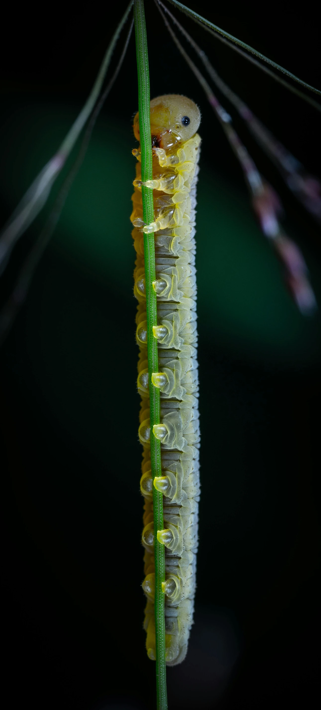 a cater that is sitting on top of a plant, a macro photograph, by Robert Brackman, unsplash, hurufiyya, high detailed thin stalagtites, cane, seahorse, soft light - n 9