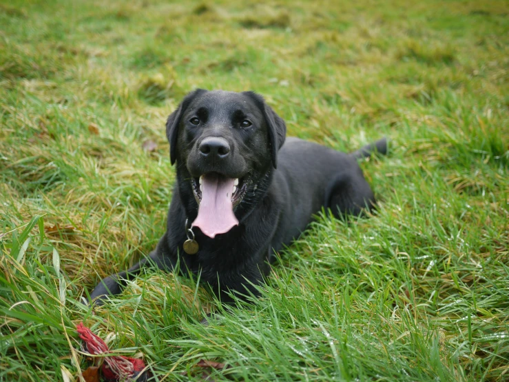 a black dog laying on top of a lush green field, smiling for the camera, labrador, aged 13, taken in 2 0 2 0