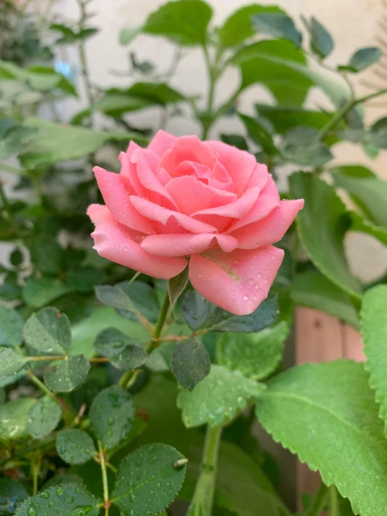 a pink rose sitting on top of a lush green plant, next to a plant, profile image, closeup - view, a high angle shot