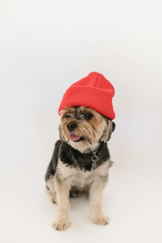 a small black and brown dog wearing a red hat, a picture, pexels, wearing a beanie, no logo, millennial vibes, set against a white background