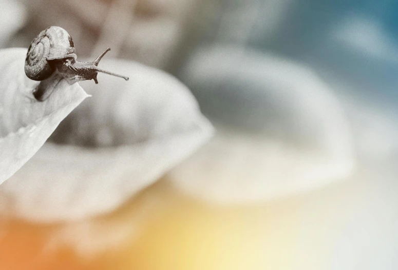 a snail sitting on top of a leaf, a macro photograph, pexels contest winner, award winning. octane render, flying beetles, sepia toned, bee hummingbird