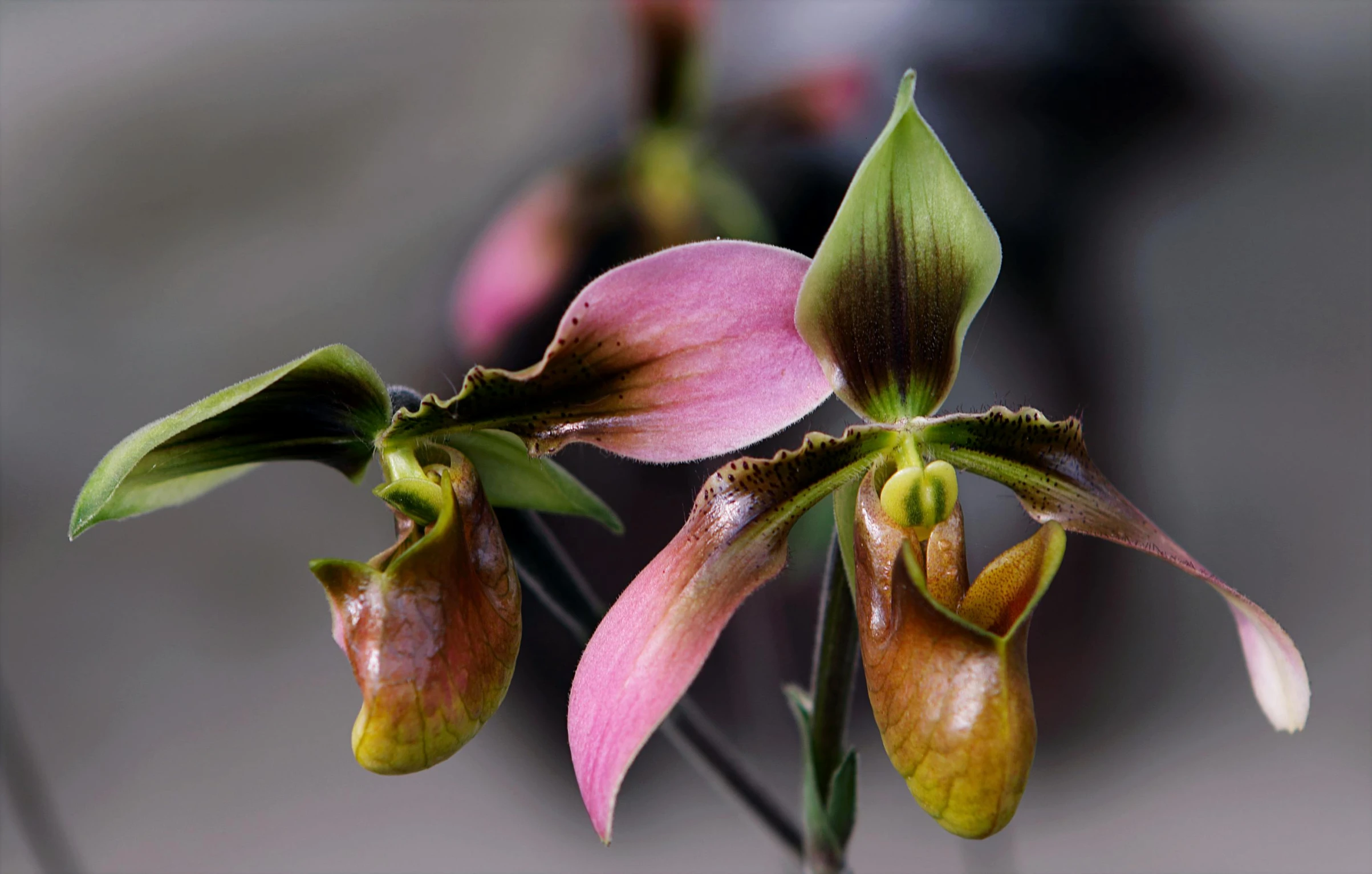 a close up of a flower on a plant, by Joan Ayling, pexels contest winner, overgrown with puffy orchids, brown and pink color scheme, nostlagia, made of glazed