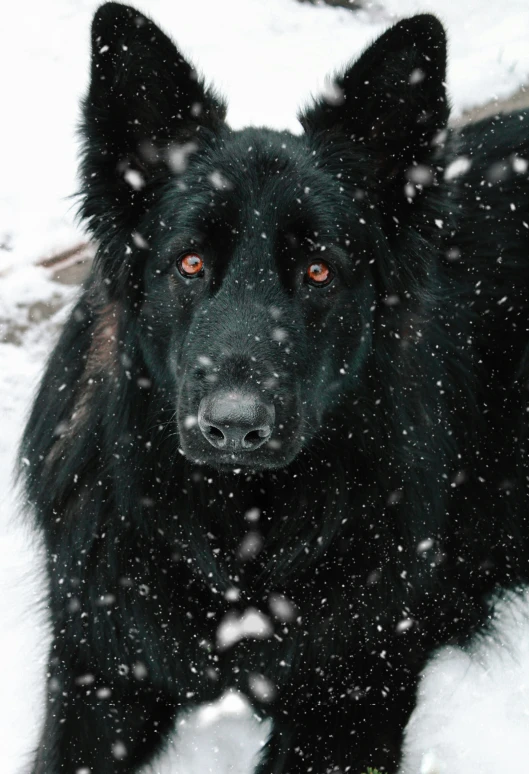 a black dog is standing in the snow, pexels contest winner, baroque, ridiculously handsome, fluffy ears, family photo, fully red eyes