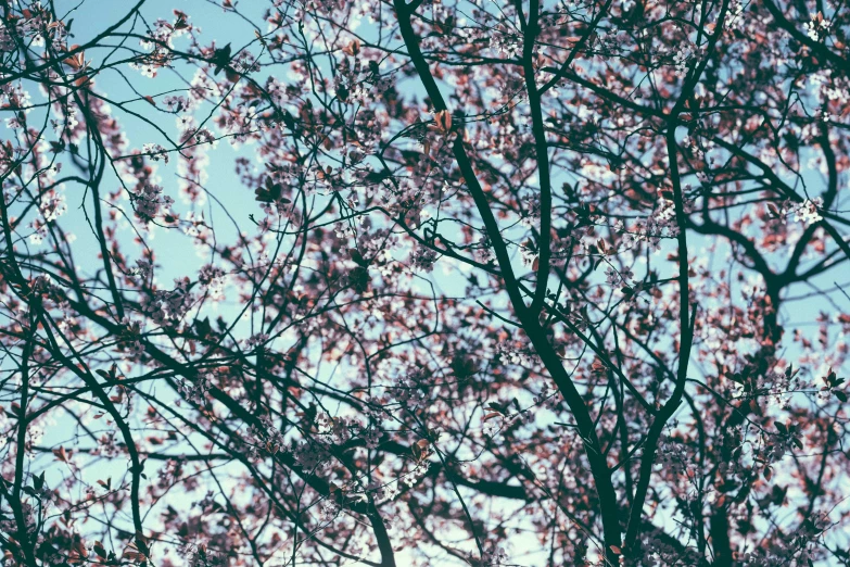 a couple of birds sitting on top of a tree, by Pamela Ascherson, unsplash, aestheticism, lush sakura trees, seasons!! : 🌸 ☀ 🍂 ❄, view from the bottom, persephone in spring