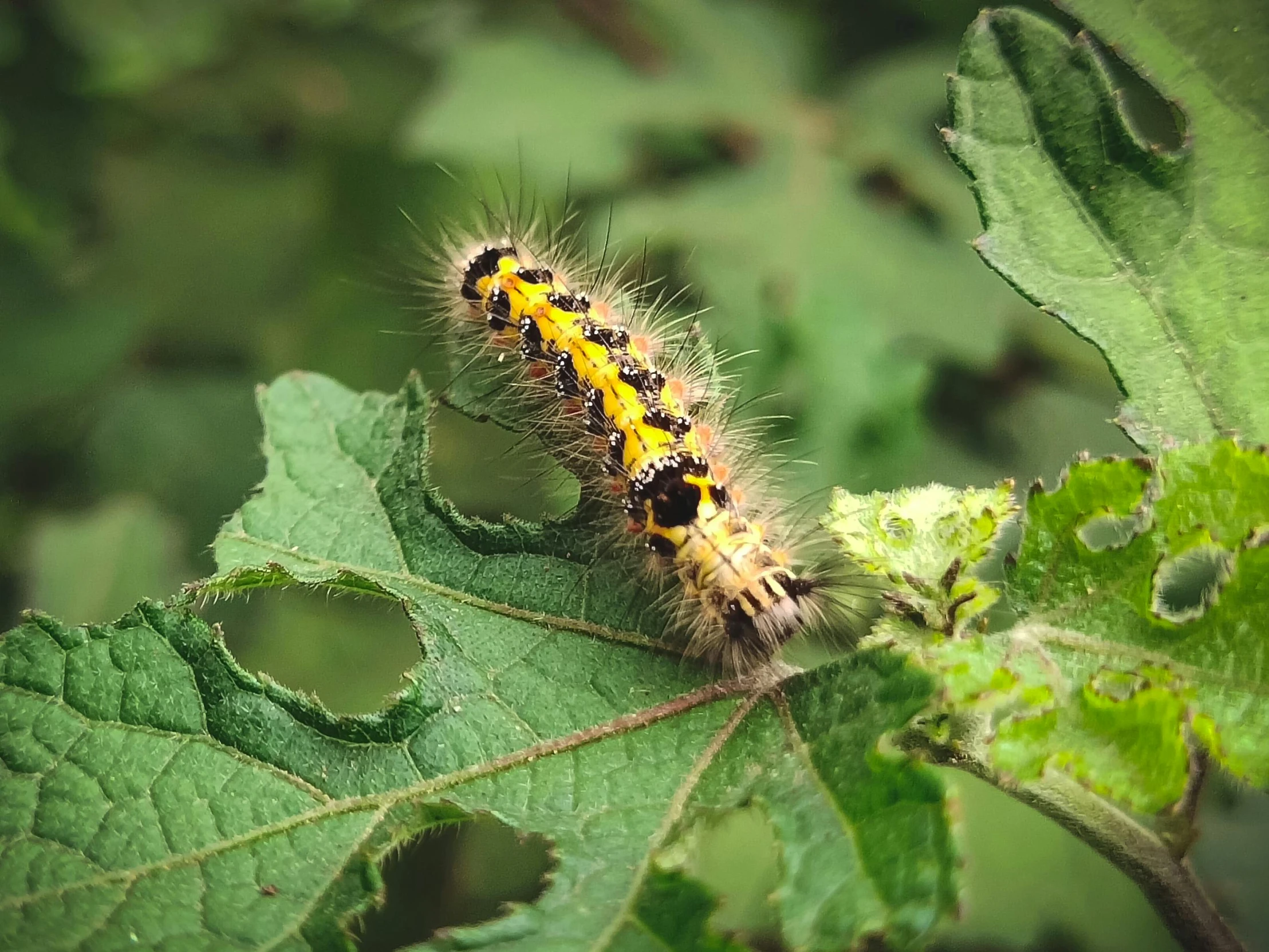 a close up of a cater on a leaf, pexels contest winner, hurufiyya, outrageously fluffy, the yellow creeper, larvae, low quality photo