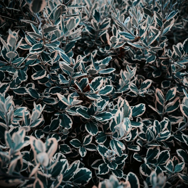 a close up of a plant with green leaves, a digital rendering, inspired by Elsa Bleda, unsplash, conceptual art, shrubs, silver hues, midnight colors, full frame image
