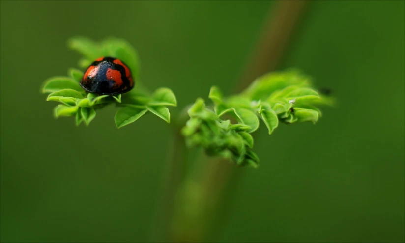 a ladybug sitting on top of a green plant, by Jan Rustem, art photography, black on red, portrait of a small, a green, a small