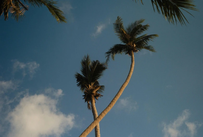 a couple of palm trees that are next to each other, by Carey Morris, pexels contest winner, clear sky above, curvacious, medium format, ad image