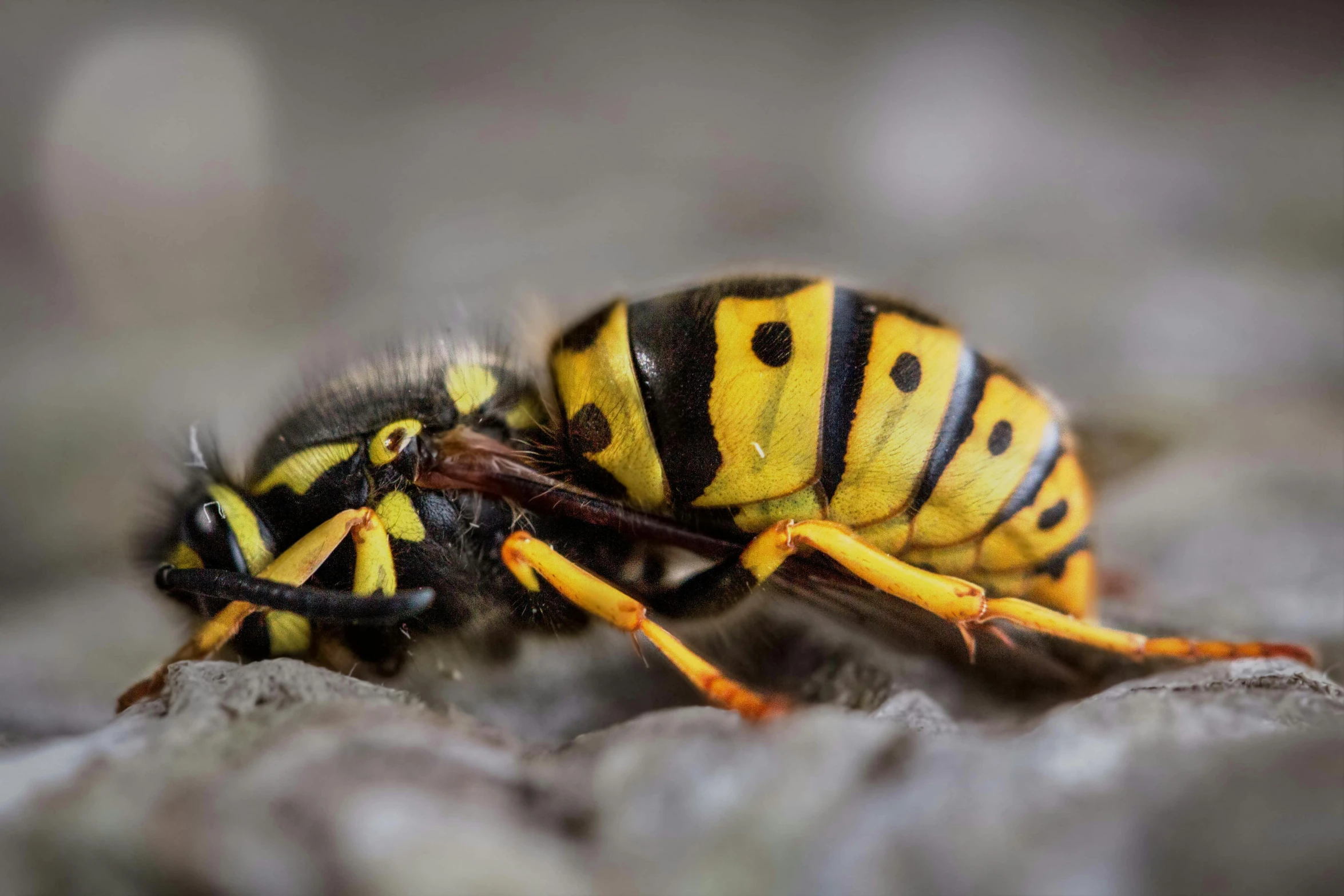 a yellow and black wasp sitting on top of a rock, pexels contest winner, photorealism, crawling on the ground, vibrant patterns, avatar image, insectile forearms folded