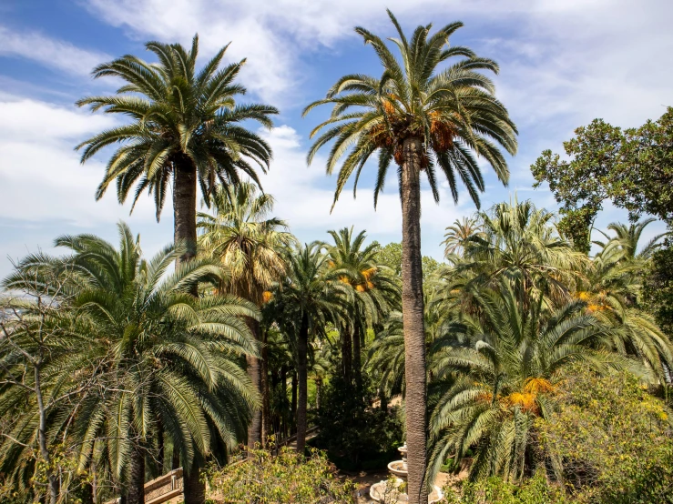 a group of palm trees sitting on top of a lush green hillside, les nabis, over grown botanical garden, in barcelona, in a verdant garden, the empress’ swirling gardens