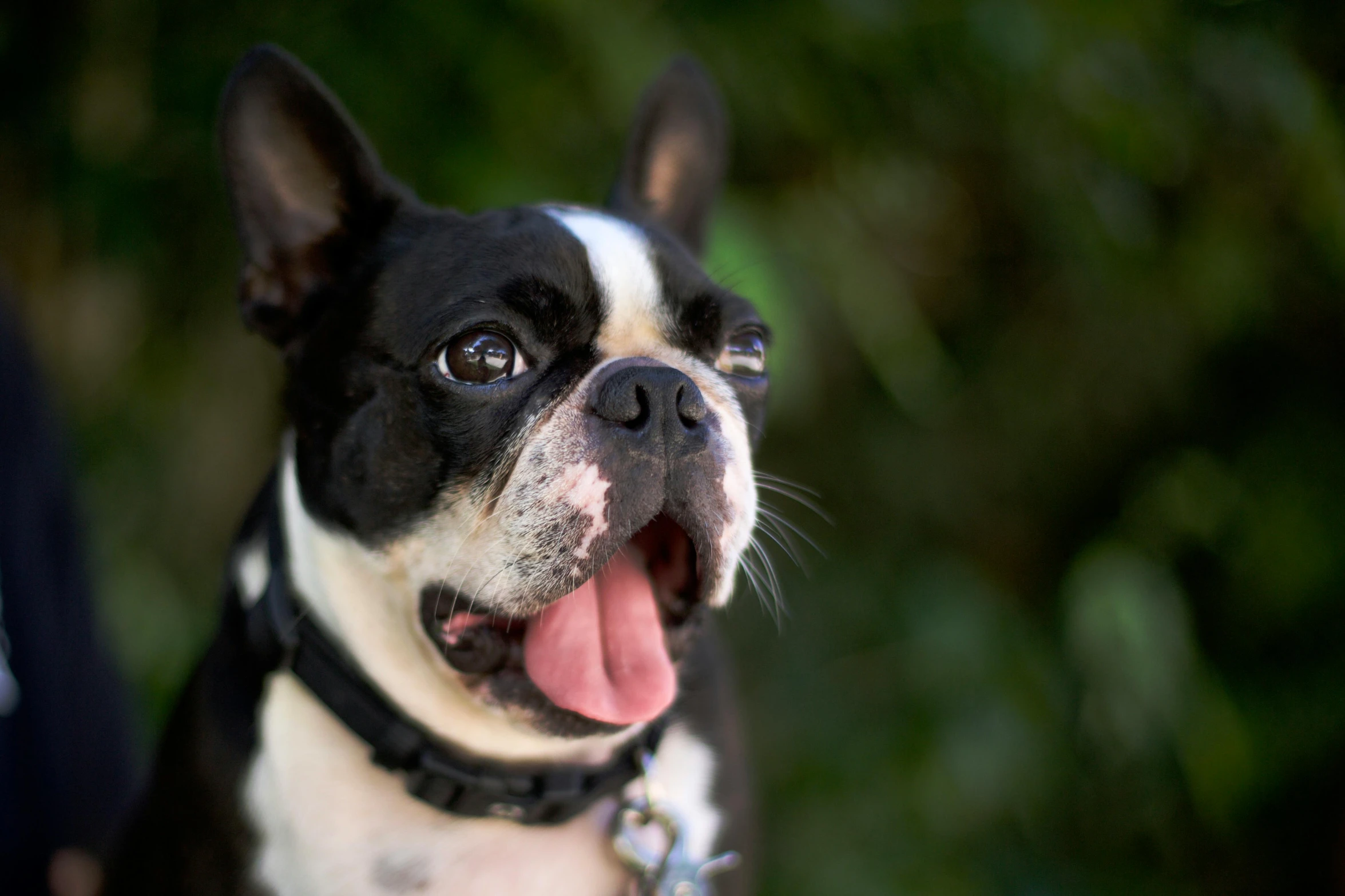 a black and white dog with its tongue out, by Niko Henrichon, french bulldog, manuka, warwick saint, close - up photograph