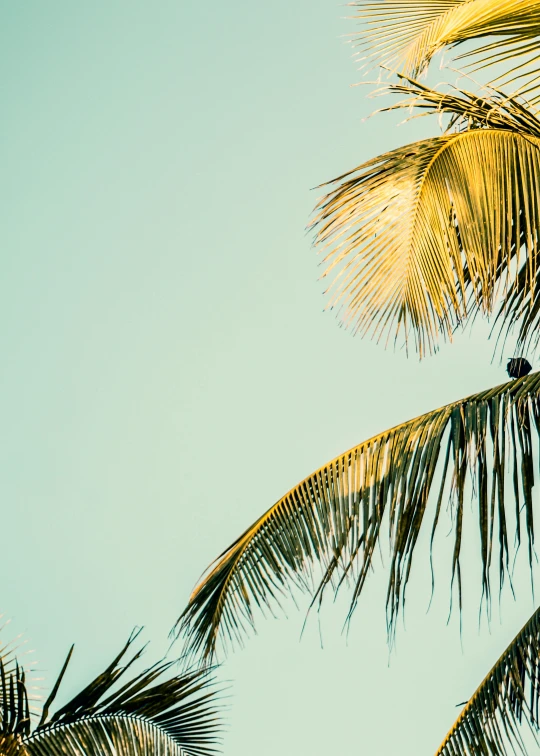 a couple of birds sitting on top of a palm tree, inspired by Elsa Bleda, trending on unsplash, slide show, sunfaded, puerto rico, profile image