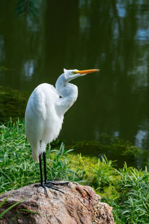 a white bird standing on top of a rock next to a body of water, parks and gardens, animal kingdom, on display, sitting down