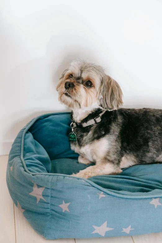 a small dog laying on top of a dog bed, by Emma Andijewska, trending on unsplash, stars on top of the crown, profile image, teals, grey