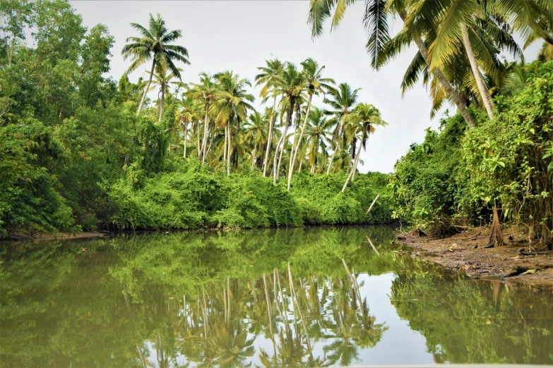 a body of water surrounded by palm trees, green jungle, highly reflective, coconut trees, thumbnail