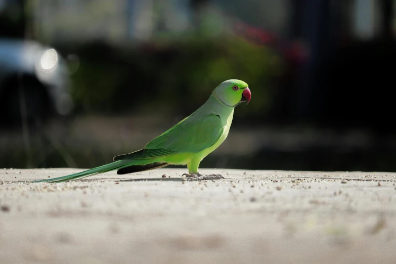 a green bird standing on a sidewalk next to a car, pexels contest winner, arabesque, parrots, pale green glow, indian, portrait image