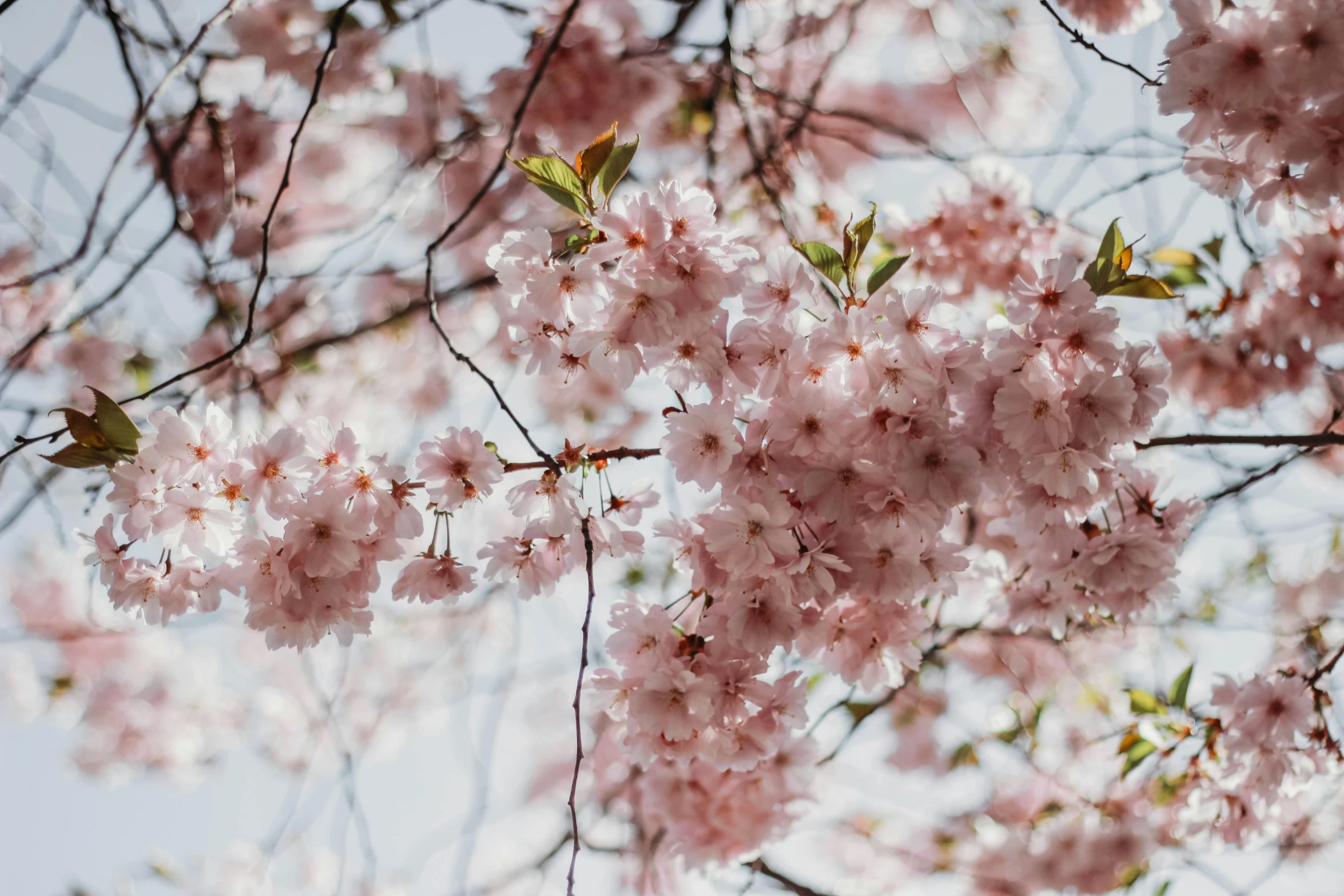 a bunch of pink flowers on a tree, by Carey Morris, trending on unsplash, sakura, fan favorite, full frame image, brown