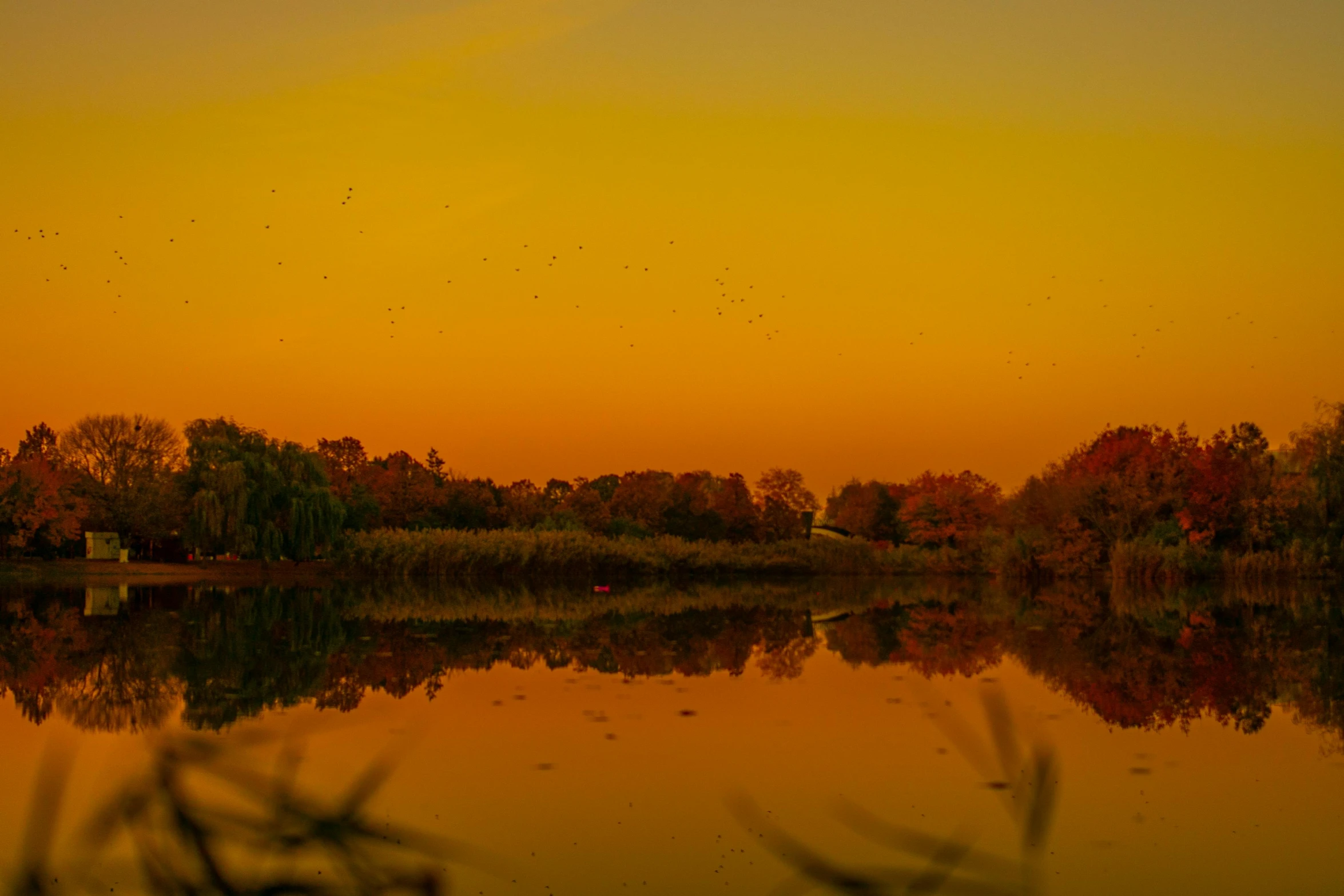 a large body of water surrounded by trees, inspired by Jasper Francis Cropsey, pexels contest winner, tonalism, orange sky, yellow, shot on canon eos r5, birds flying in the distance