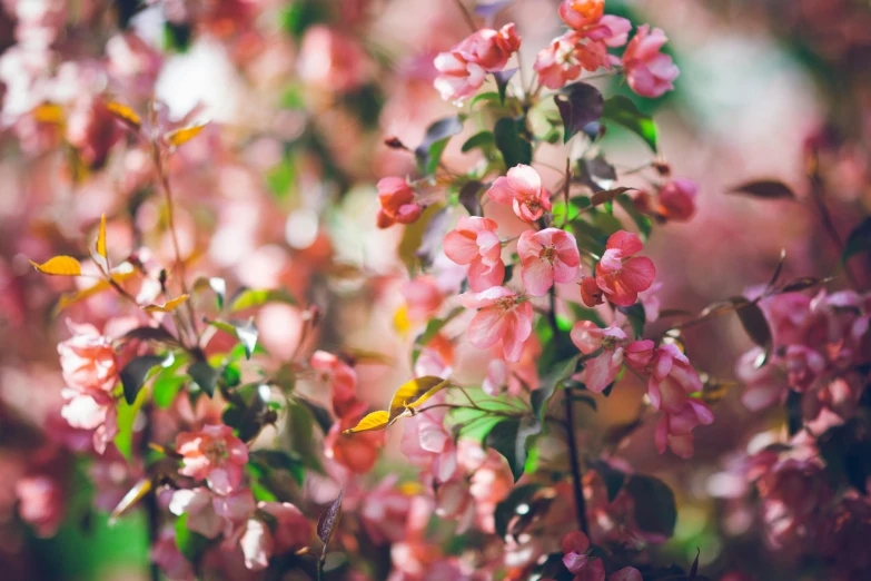 a bunch of pink flowers that are on a tree, by Emma Andijewska, unsplash, fan favorite, multi - coloured, vintage color, gardening