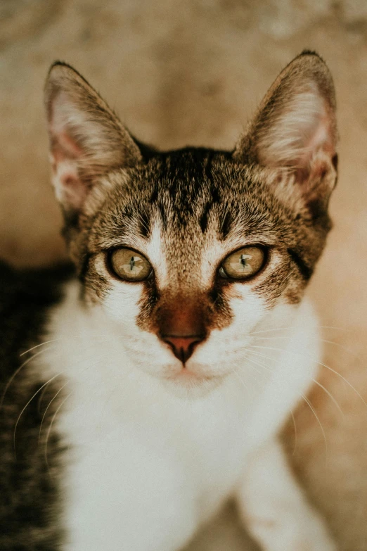 a close up of a cat looking at the camera, looking down on the camera, slightly - pointed ears, shot with sony alpha, short neck