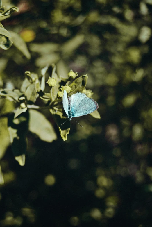 a blue butterfly sitting on top of a tree branch, inspired by Elsa Bleda, unsplash, greenish expired film, high angle shot, gardening, mint