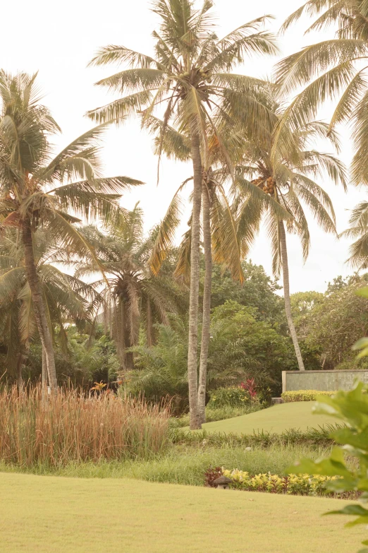 a man riding a horse through a lush green field, visual art, south jakarta, next to a tropical pool, coconut palms, brown