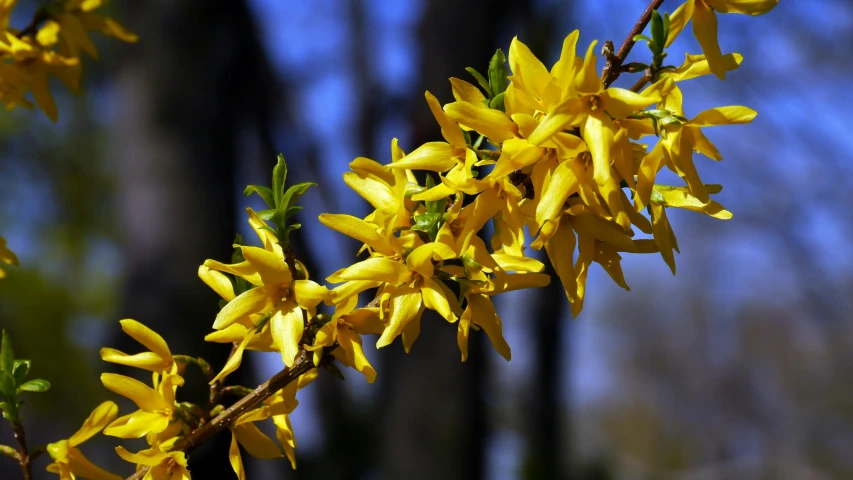 a close up of some yellow flowers on a tree, by Gwen Barnard, pexels, slide show, winter sun, thumbnail, shrubs