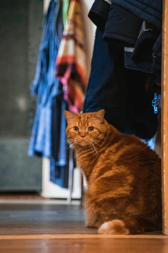 a cat that is sitting on the floor, by Julia Pishtar, exiting from a wardrobe, full frame image, orange cat, australian
