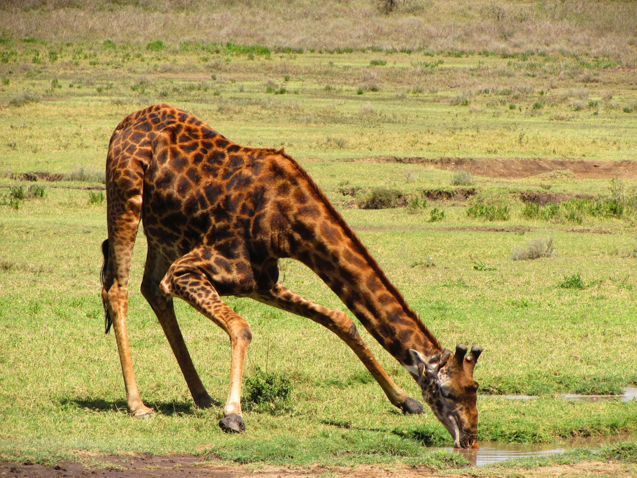 a giraffe standing on top of a lush green field, drinking, very kenyan, stretch, brown