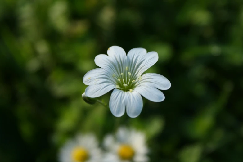 a close up of a small white flower, pexels contest winner, h. hydrochaeris, multicoloured, flattened, detailed photo 8 k