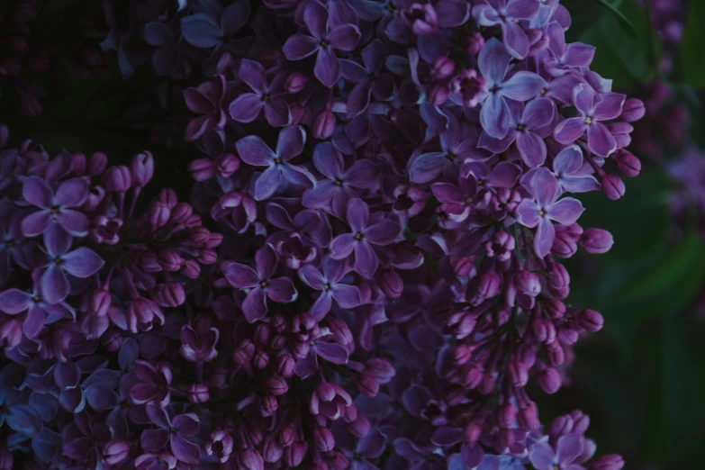 a close up of a bunch of purple flowers, pexels contest winner, renaissance, lilacs, shot on hasselblad, gradient dark purple, infinite intricacy
