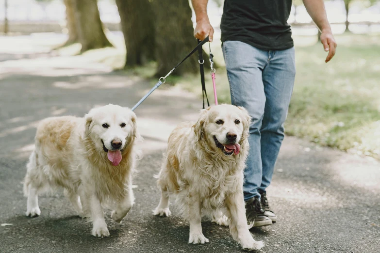 a man walking two dogs on a leash, pexels, sydney park, golden retriever, avatar image, close-up photo