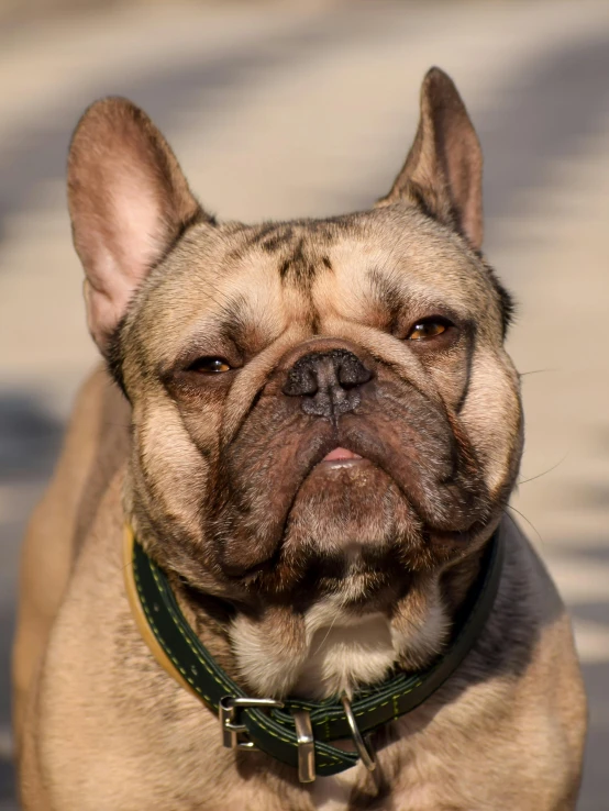 a close up of a dog wearing a collar, french facial features, lgbtq, wrinkly forehead, with pointy ears
