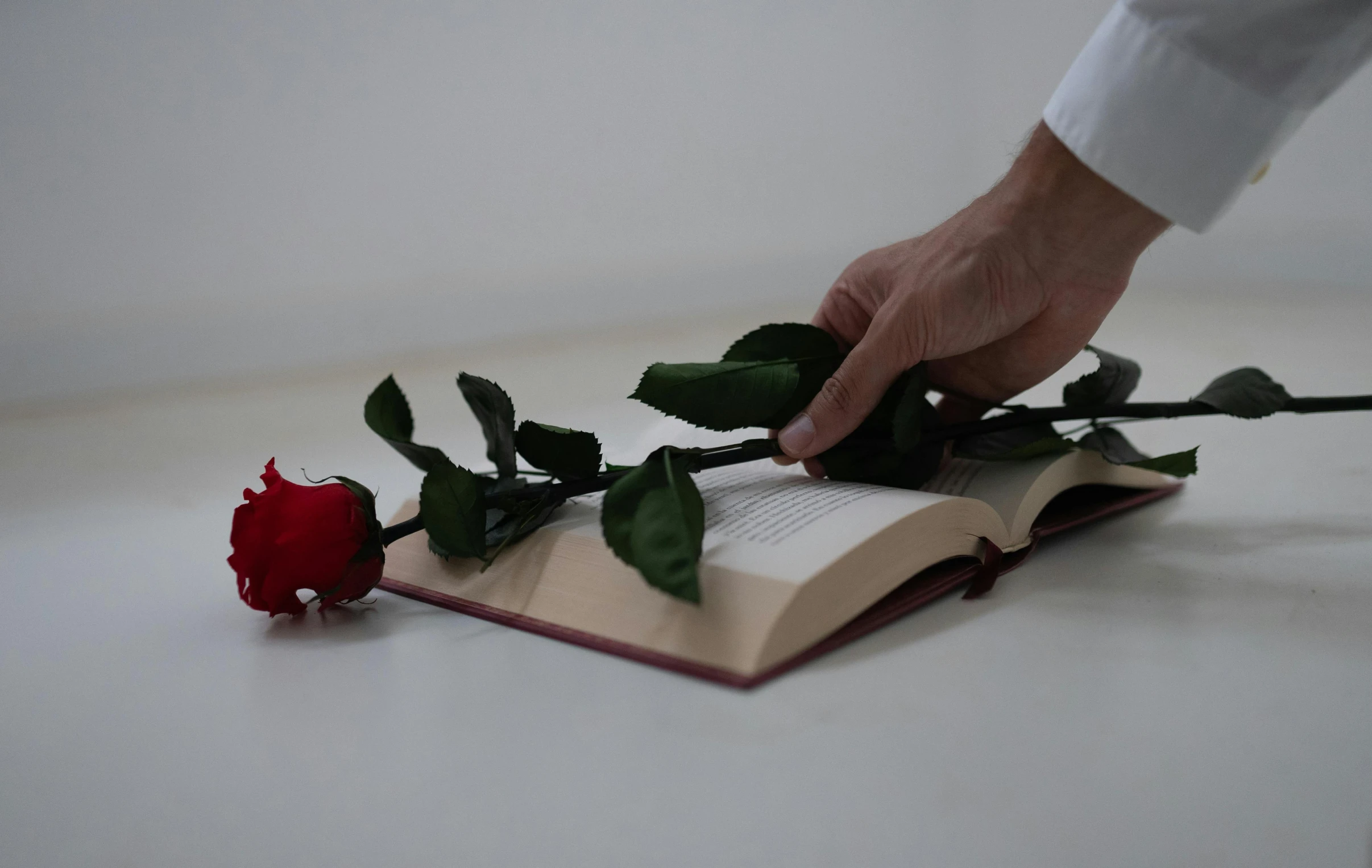 a person holding a rose on top of a book, profile image, trending photo, mid body shot, viewed from a distance