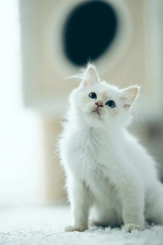 a white kitten sitting on top of a white carpet, by Julia Pishtar, looking off into the distance, blue-eyed, high-quality photo