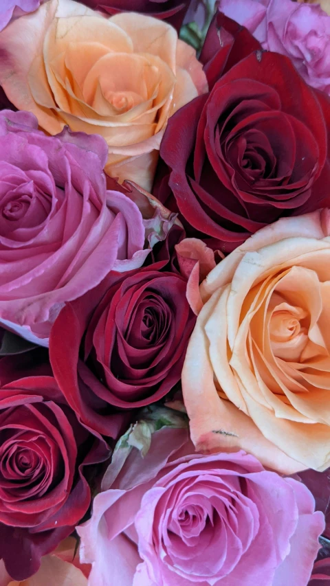 a close up of a bunch of flowers, rose tones, vibrant foliage, large individual rose petals, no cropping