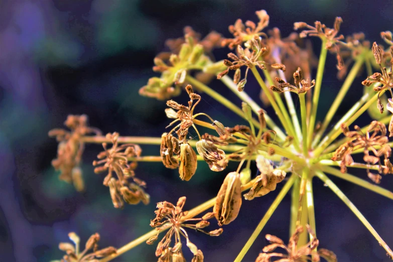 a close up of a flower with a blurry background, a macro photograph, pexels, hurufiyya, dried herbs, tendrils, abundant fruition seeds, 8 intricate golden tenticles