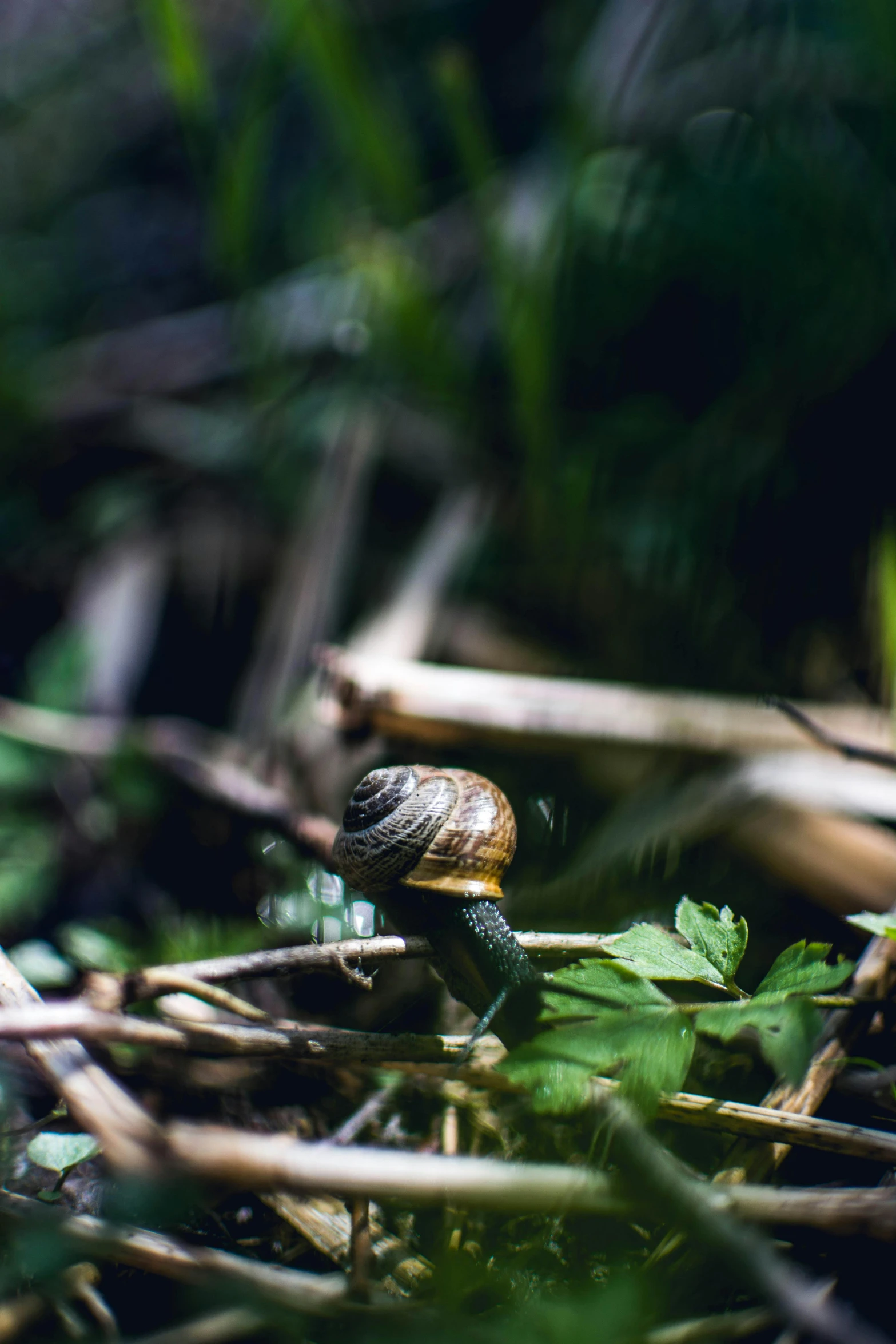 a snail that is sitting in the grass, a macro photograph, by Adam Marczyński, unsplash, on a jungle forest, film photo, a wooden, a small