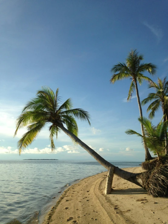 a couple of palm trees sitting on top of a sandy beach, slide show, multiple stories, thumbnail, philippines