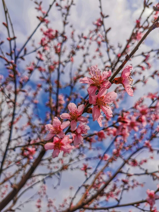 a tree with pink flowers against a blue sky, a picture, trending on unsplash, 🎀 🧟 🍓 🧚, peaches, 2 5 6 x 2 5 6 pixels, steve zheng