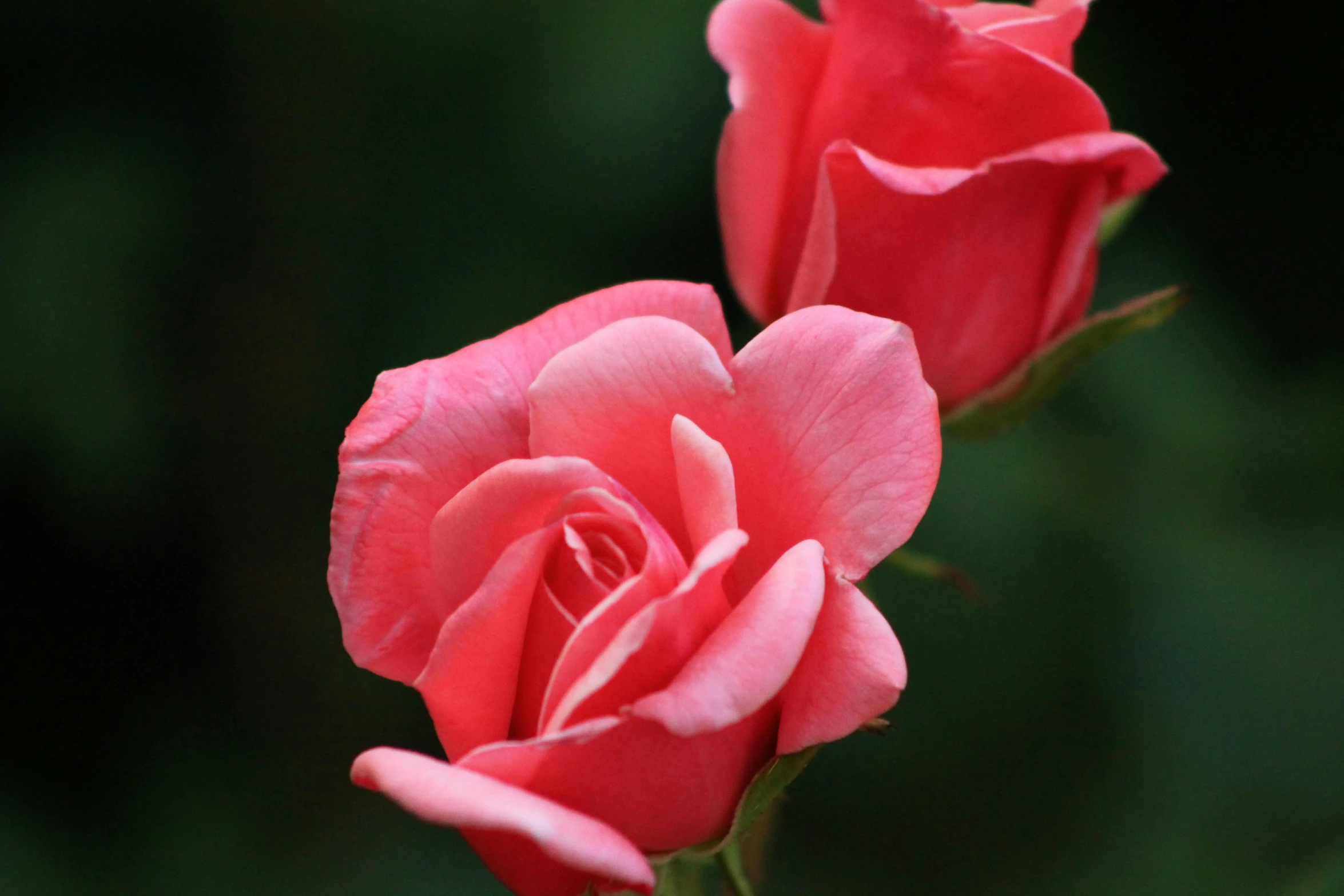 a couple of pink roses sitting next to each other, by Gwen Barnard, pexels contest winner, zoomed in, reds, shot on 1 5 0 mm, emerald