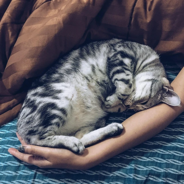 a close up of a person holding a cat on a bed
